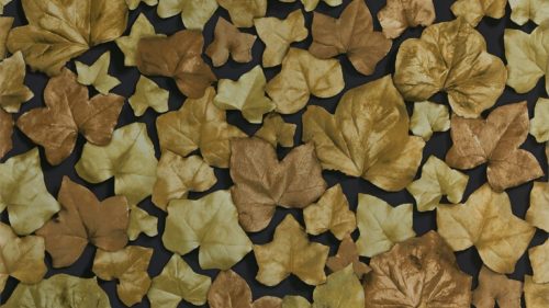 Ivy Leaf 310981